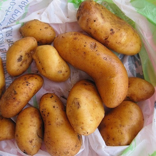 Aardappels 'Mandel' / 'Mandelpotatis', 'Lapin Puikula'