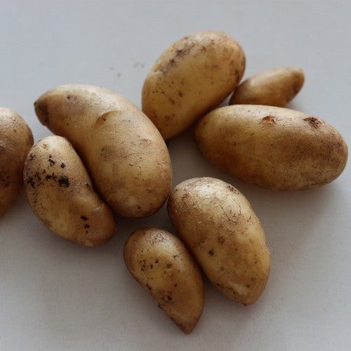 Aardappels 'Mandel' / 'Mandelpotatis', 'Lapin Puikula'