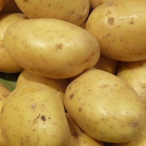Potatoes 'Monalisa'