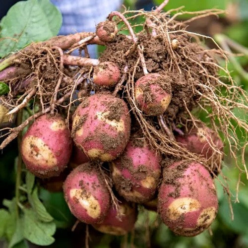 Aardappels 'Nemo'