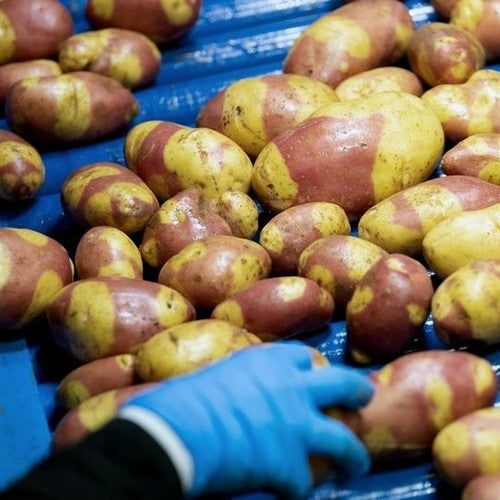 Aardappels 'Nemo'