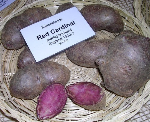 Aardappels 'Red Cardinal' / 'Highland Burgundy Red'
