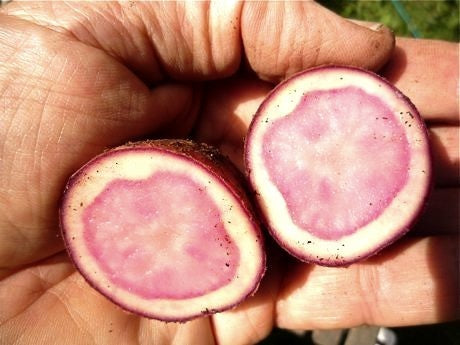Aardappels 'Red Cardinal' / 'Highland Burgundy Red'