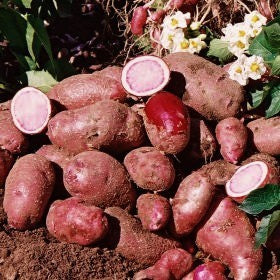Aardappels 'Red Cardinal' / 'Highland Burgundy Red'