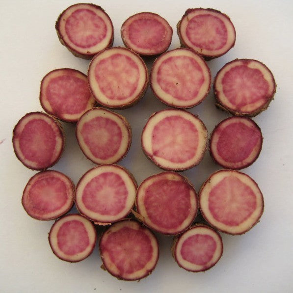 Aardappels 'Red Cardinal' / 'Highland Burgundy Red'