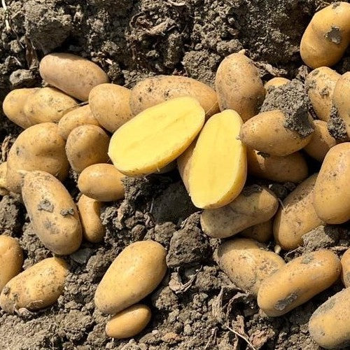 Aardappels 'Riva' / 'Bim-12-412-06'
