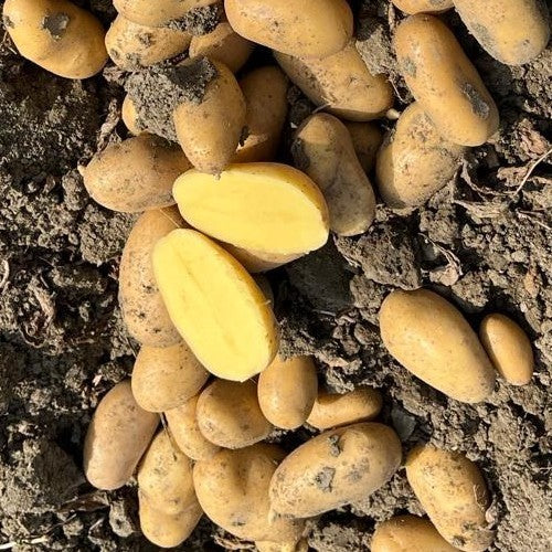 Aardappels 'Riva' / 'Bim-12-412-06'