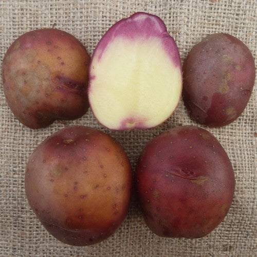 Potatoes 'Red Riding Hood'