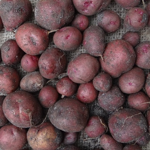 Potatoes 'Red Riding Hood'