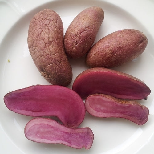 Aardappels 'Rosemarie' / 'Rosalinde'