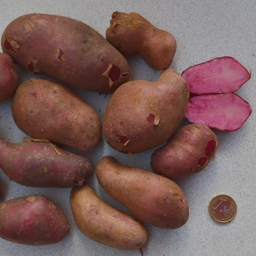 Aardappels 'Rosemarie' / 'Rosalinde'