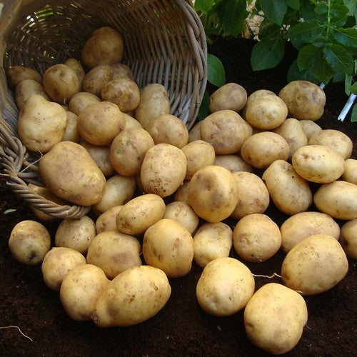 Aardappels 'Santé'