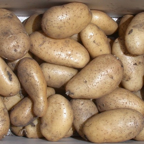 Aardappels 'Spunta'