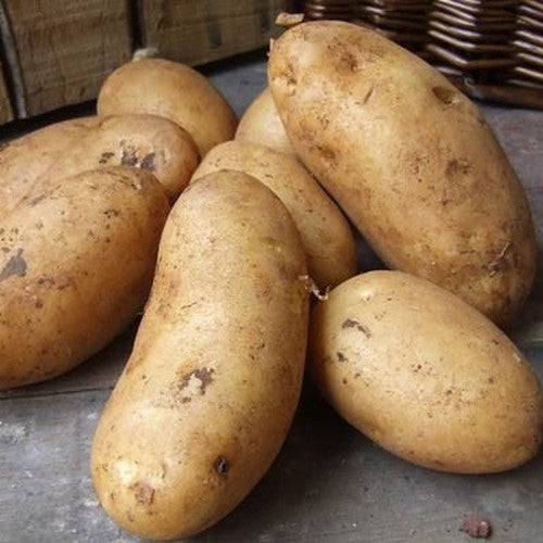 Aardappels 'Spunta'