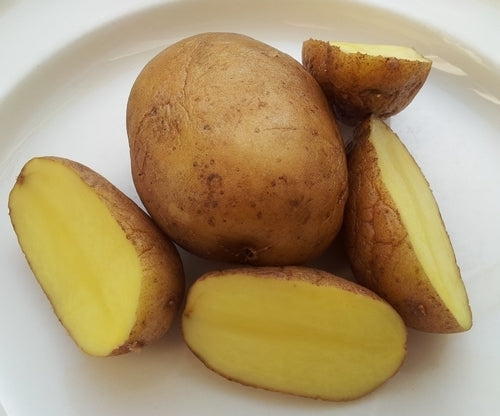 Aardappels 'Sylvia'