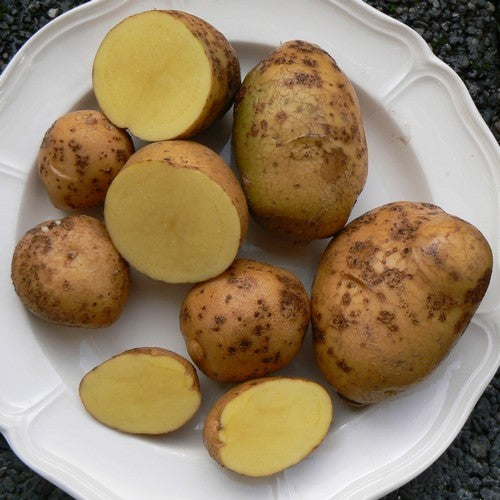 Potatoes 'Szignál'
