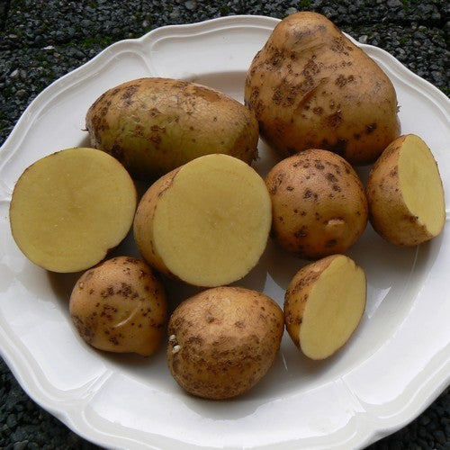 Potatoes 'Szignál'