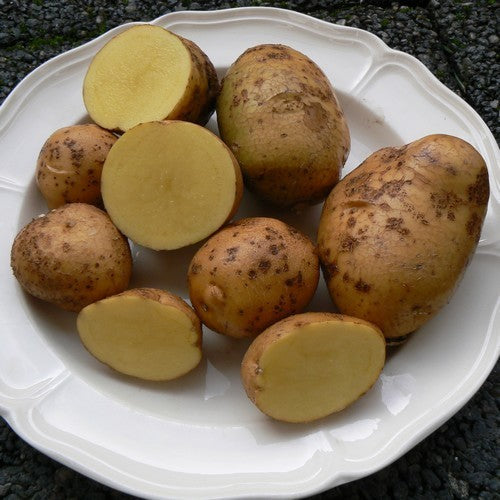 Potatoes 'Szignál'