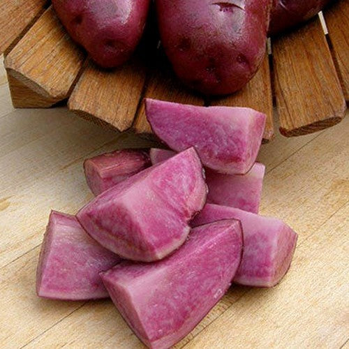 Potatoes 'Terra Rossa' / 'Terra Rosa'