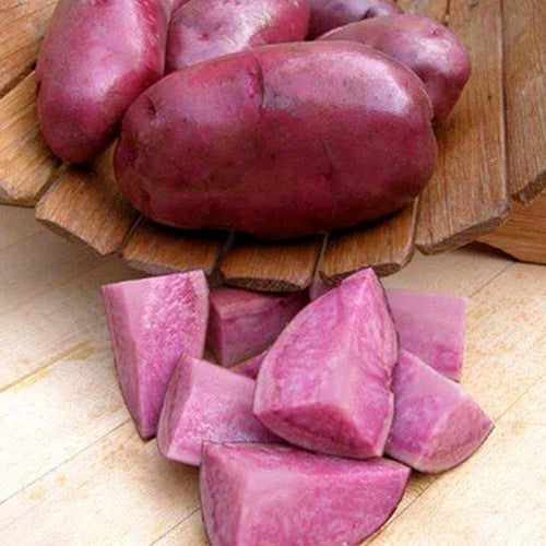 Potatoes 'Terra Rossa' / 'Terra Rosa'