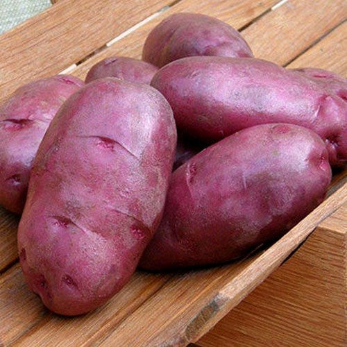Potatoes 'Terra Rossa' / 'Terra Rosa'