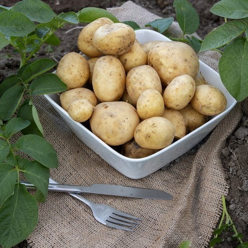 Aardappels 'Twister'