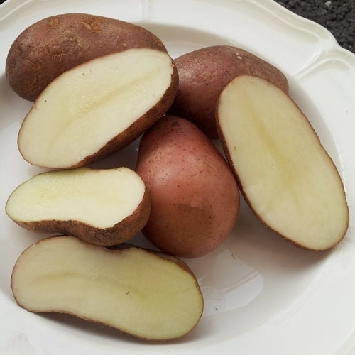 Aardappels 'UACH 918'
