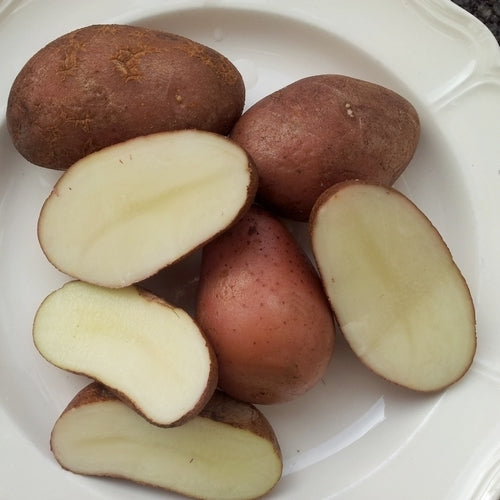 Aardappels 'UACH 918'