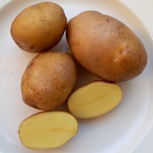 Aardappels 'Alpha'