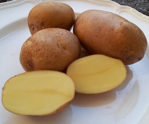 Aardappels 'Alpha'