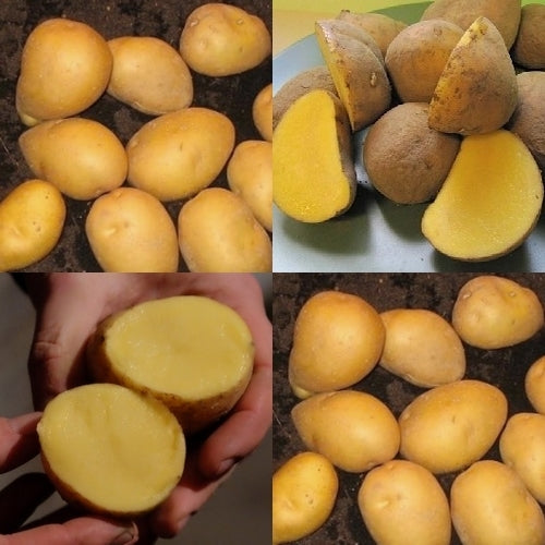 Aardappels 'Aztec Gold' / 'Andean Sunrise'