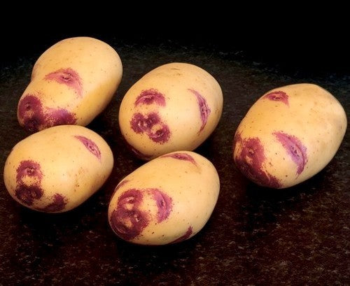Aardappels 'Blue Belle'