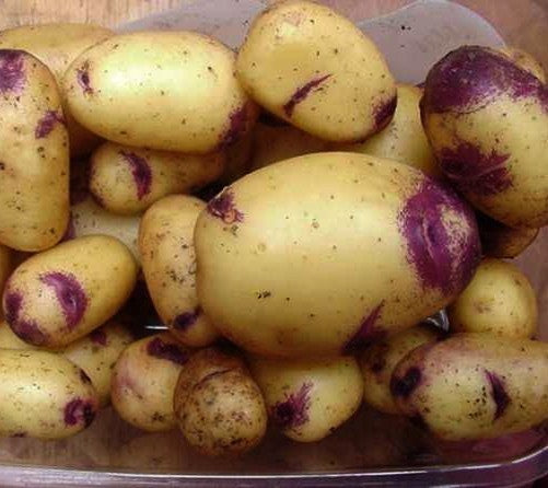 Aardappels 'Blue Belle'