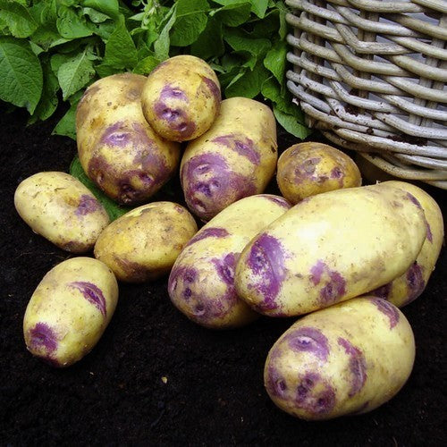 Aardappels 'Blue Belle'