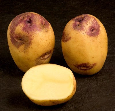 Aardappels 'Blue Belle'