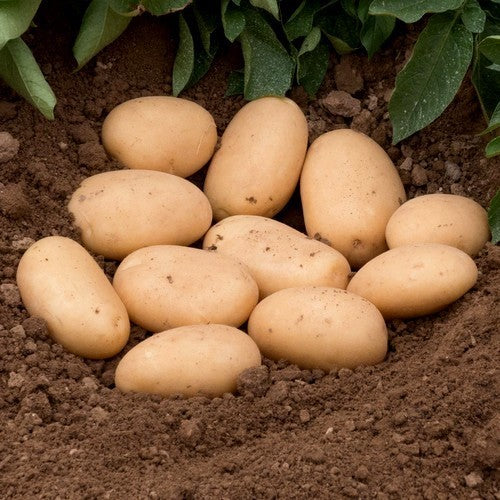 Aardappels 'Cammeo'