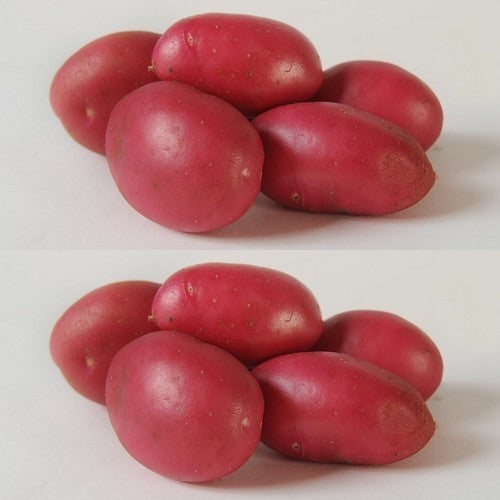 Potatoes 'Dunastar'