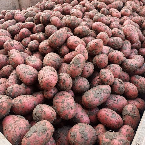 Potatoes 'Dunastar'
