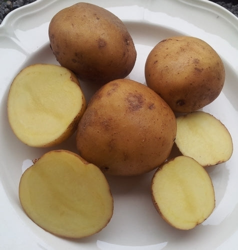 Aardappels 'Gelbblühender Stamm'