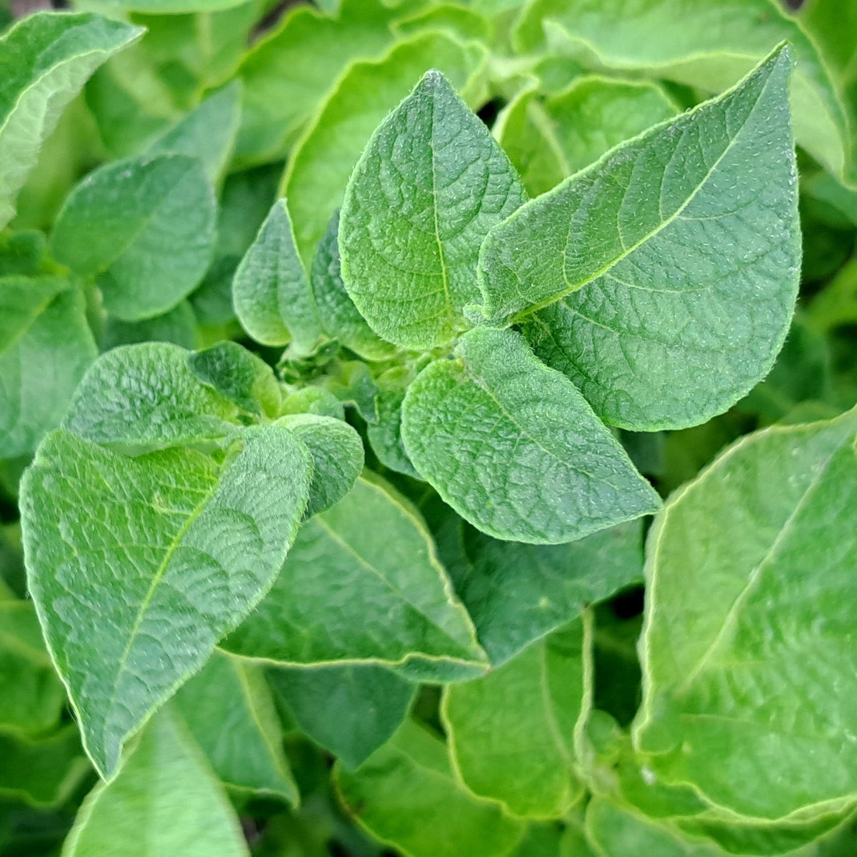 Aardappels 'Gelbblühender Stamm'