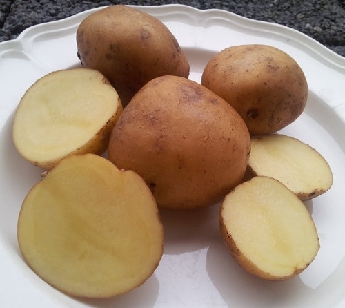Aardappels 'Gelbblühender Stamm'