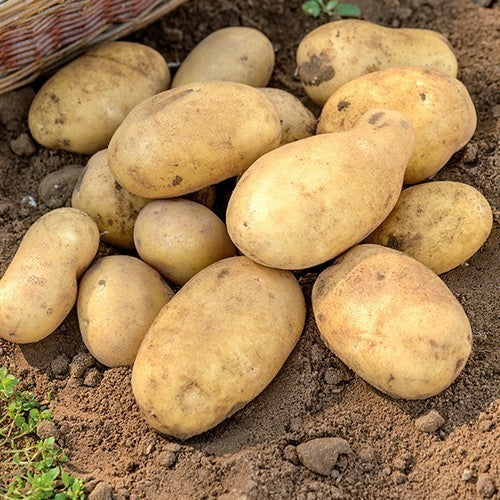 Aardappels 'Jelly'