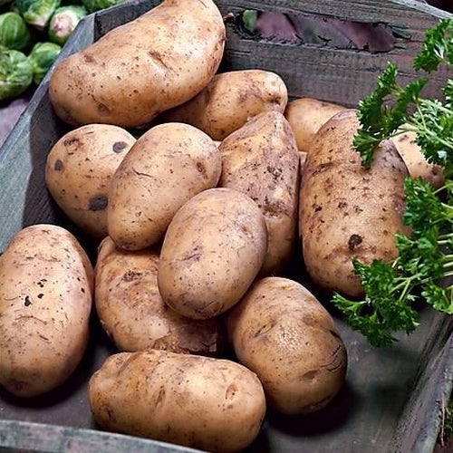 Aardappels 'Kerpondy'
