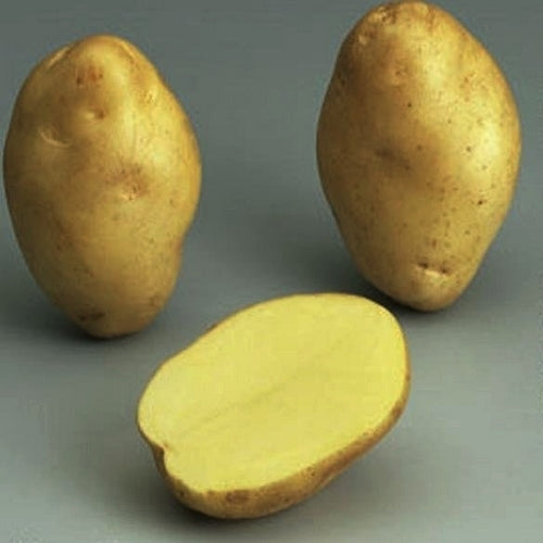 Aardappels 'Kerpondy'