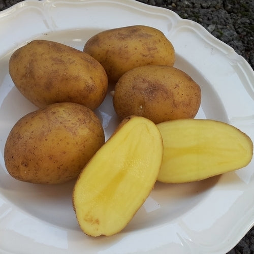 Aardappels 'Lerche'