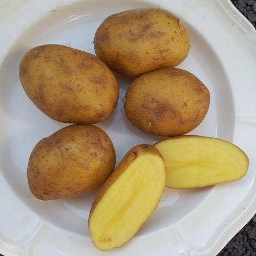 Aardappels 'Lerche'