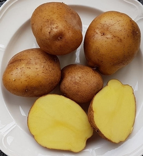 Aardappels 'Lugowskoy'