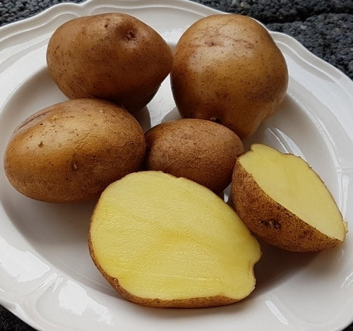 Aardappels 'Lugowskoy'