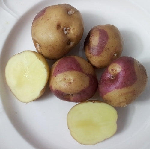 Aardappels 'Mark Warschawsky Quebel'