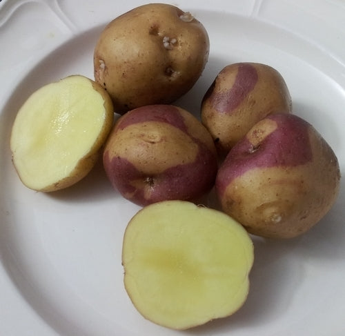 Aardappels 'Mark Warschawsky Quebel'